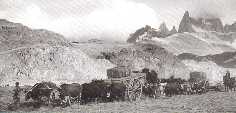 Bueyes en la Patagonia histórica